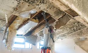 Best Emergency Mold Remediation  in Umatilla, FL